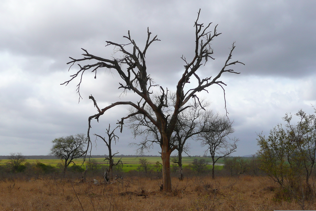 照片 南非(South Africa) 克鲁格国家公园(Kruger National Park) 鳄鱼河公路(Crocodile River road) 2008-09 39