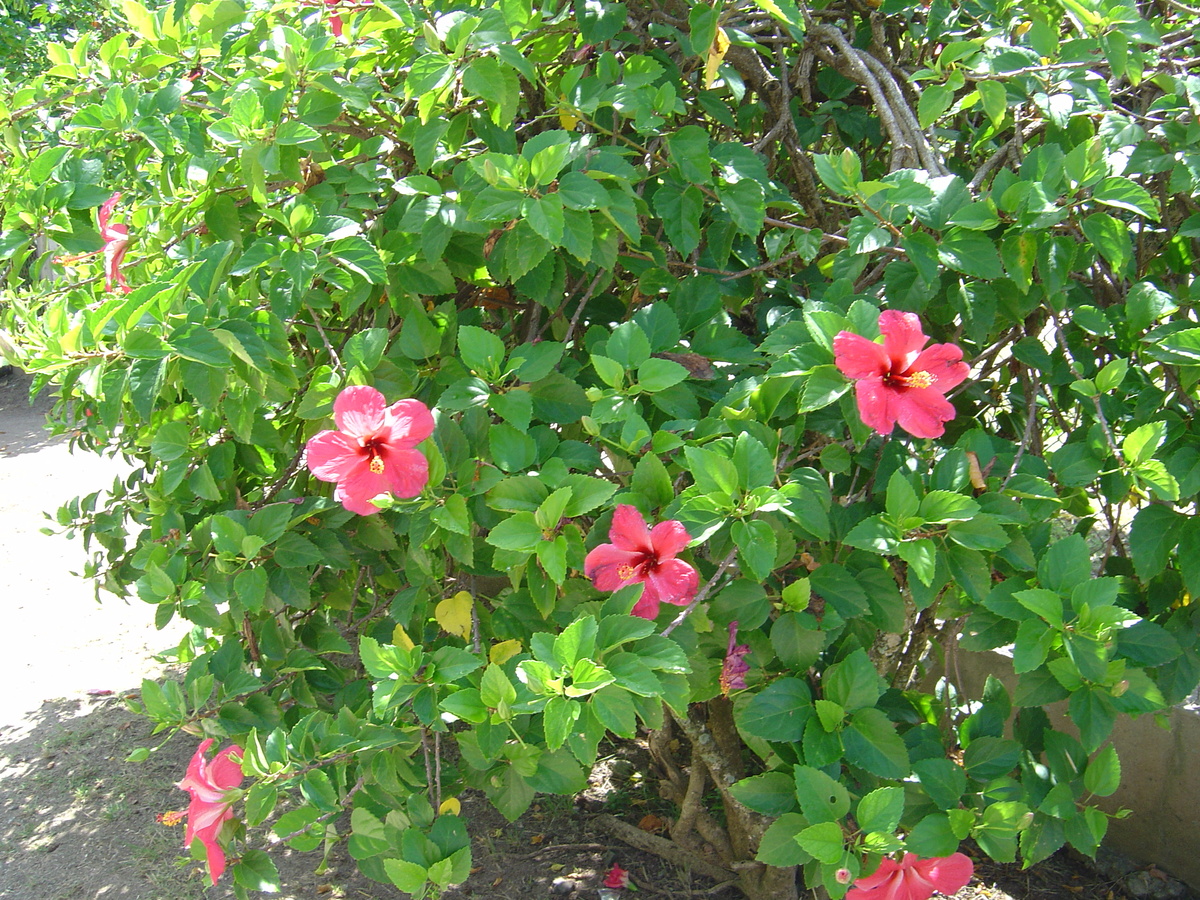照片 波利尼西亚(Polynesia) 波拉波拉岛(Bora Bora) 2006-04 81