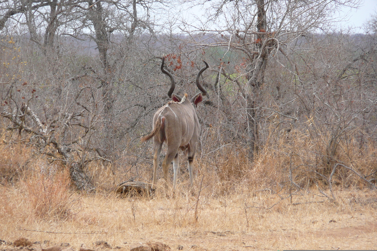 照片 南非(South Africa) 克鲁格国家公园(Kruger National Park) 鳄鱼河公路(Crocodile River road) 2008-09 30