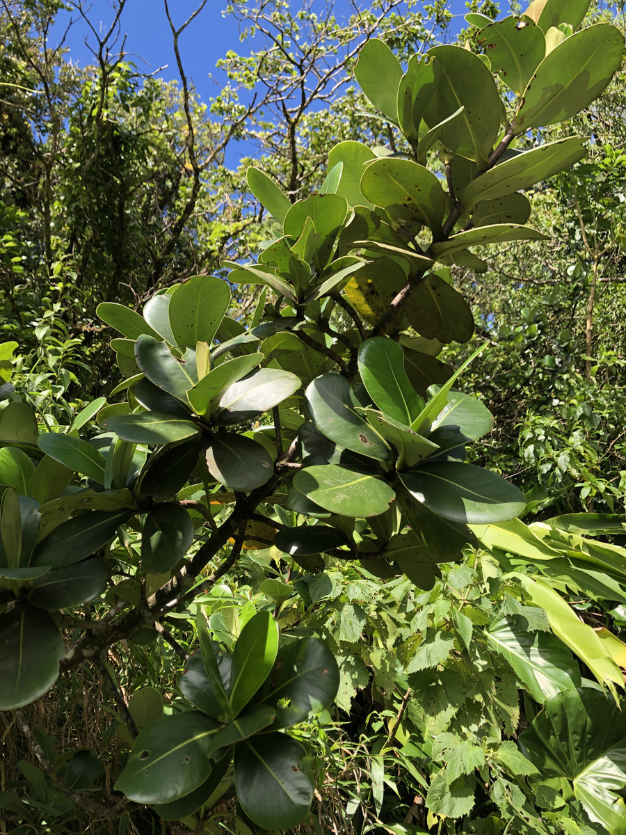 照片 瓜德罗普(Guadeloupe) 大苏弗里耶尔火山(La Grande Soufriere) 2021-02 68