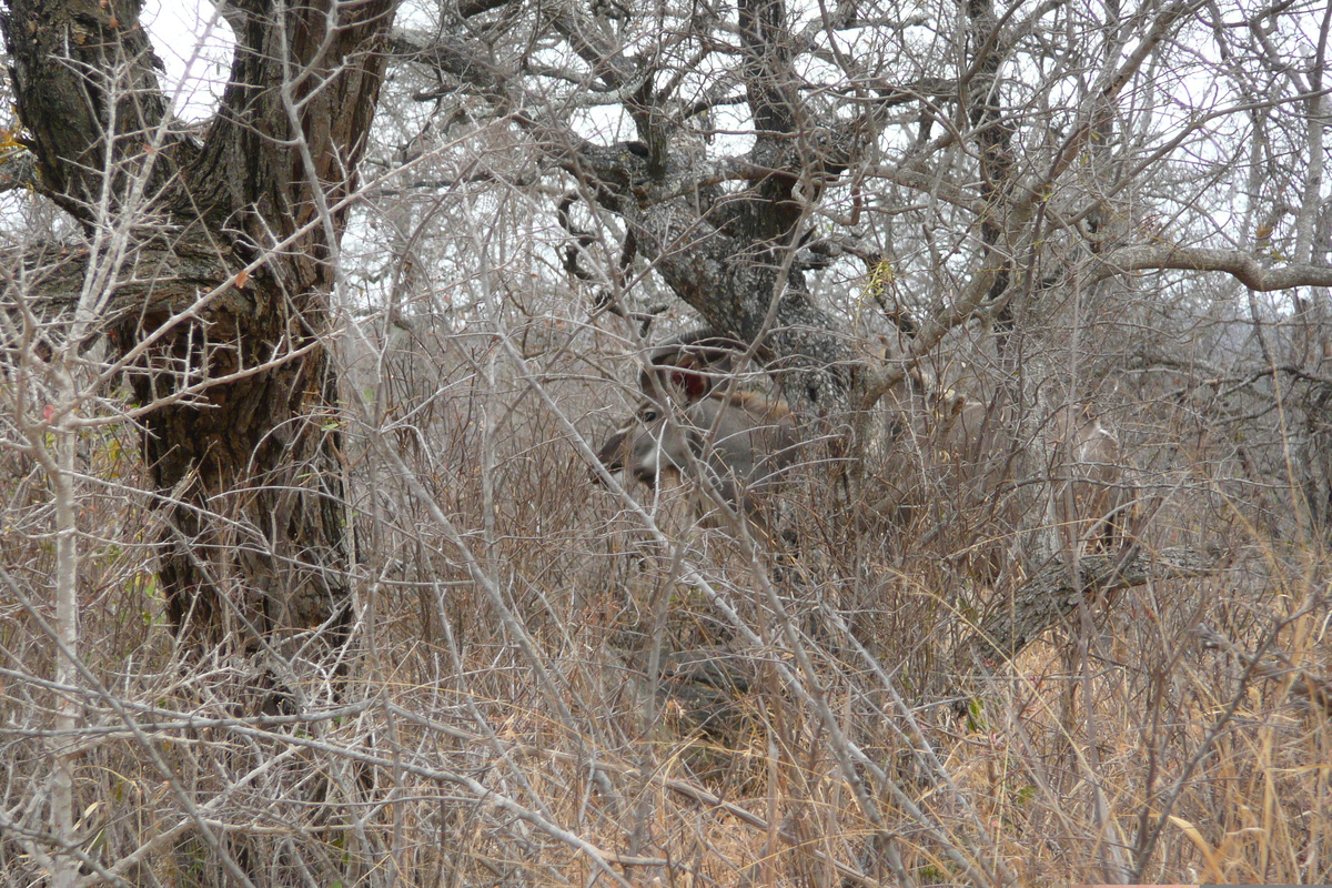 照片 南非(South Africa) 克鲁格国家公园(Kruger National Park) 鳄鱼河公路(Crocodile River road) 2008-09 36