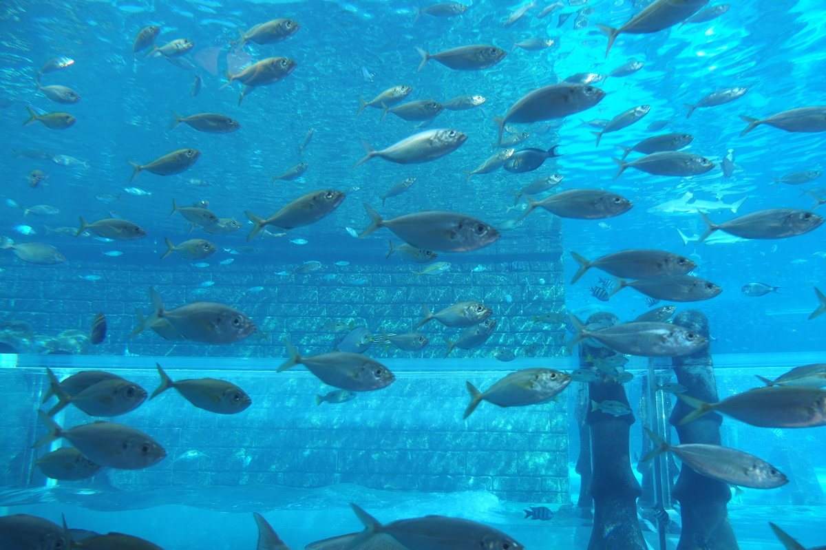 照片 阿联酋(United Arab Emirates) 迪拜(Dubai) 亚特兰蒂斯酒店(Atlantis Hotel) 2014-02 288