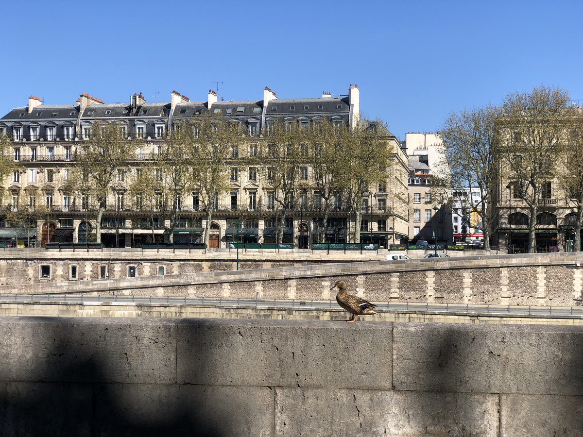 照片 法国(France) 封城中的巴黎(Paris lockdown) 2020-04 300