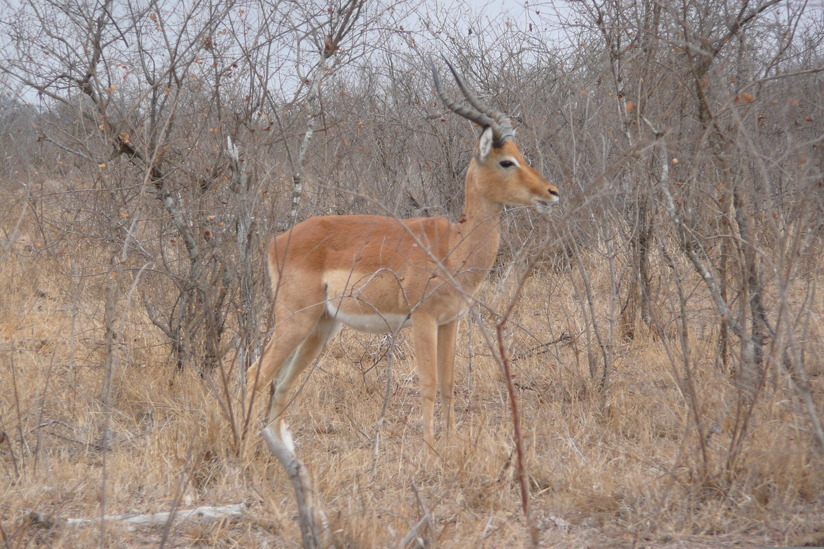 照片 南非(South Africa) 克鲁格国家公园(Kruger National Park) 鳄鱼河公路(Crocodile River road) 2008-09 2