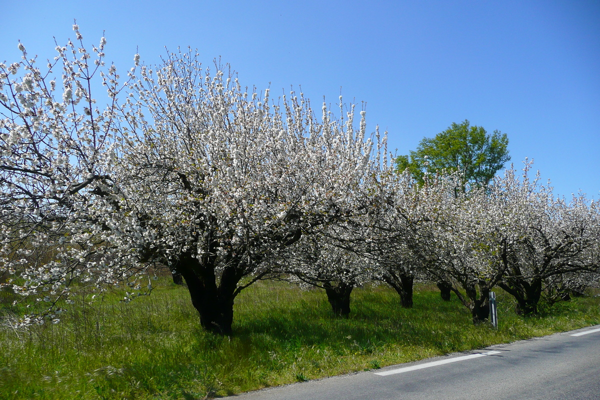 照片 法国(France) 普罗旺斯(Provence) 博凯尔至加尔桥公路(Beaucaire to pont du gard road) 2008-04 24
