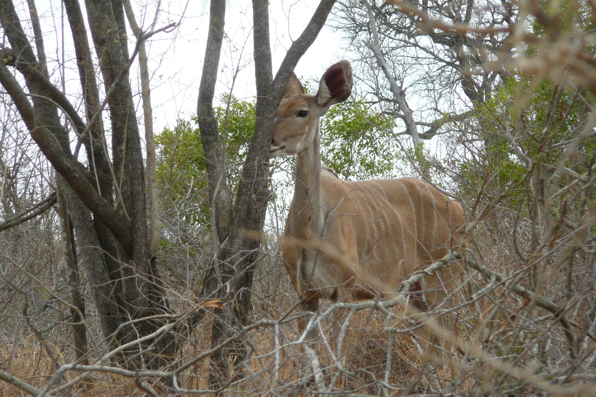 照片 南非(South Africa) 克鲁格国家公园(Kruger National Park) 鳄鱼河公路(Crocodile River road) 2008-09 47