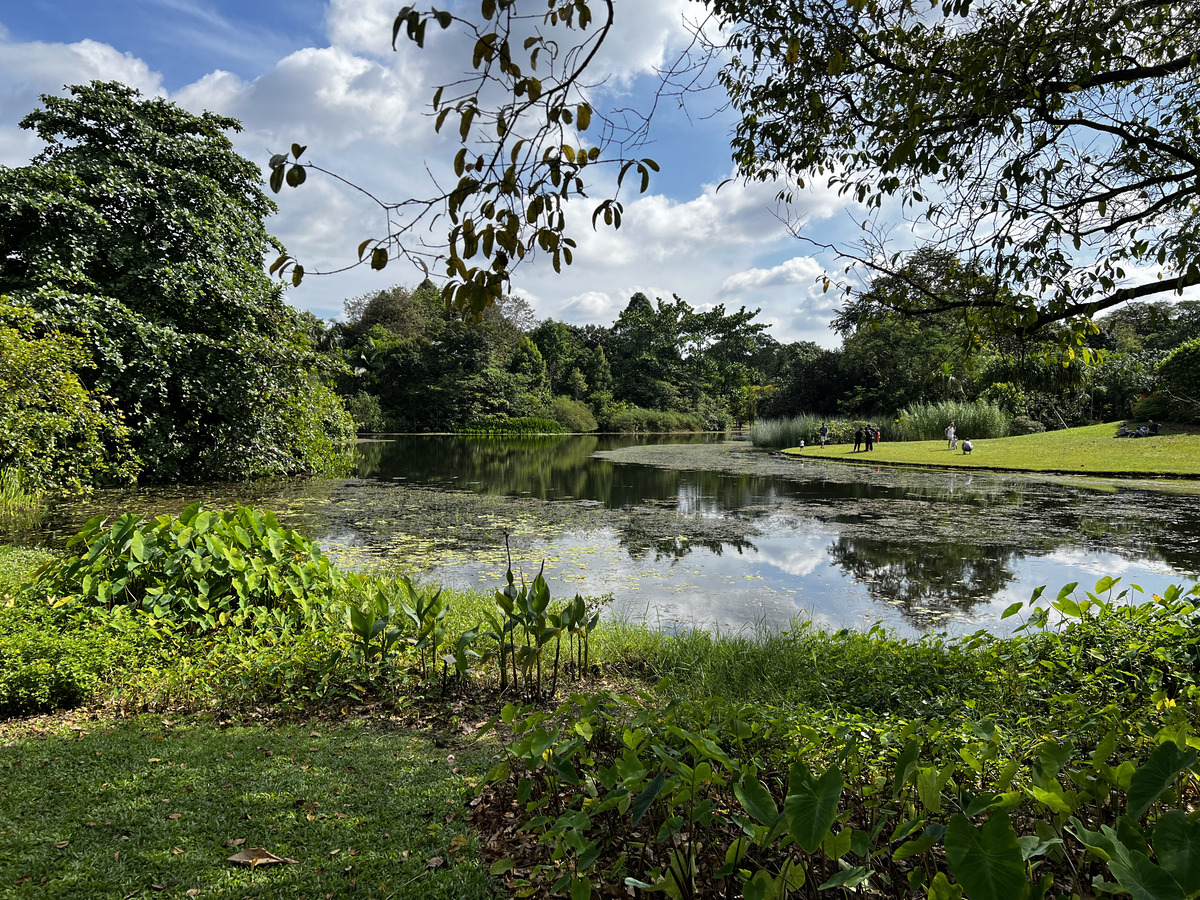 照片 新加坡(Singapore) 新加坡植物园(Singapore Botanic Gardens) 2023-01 123