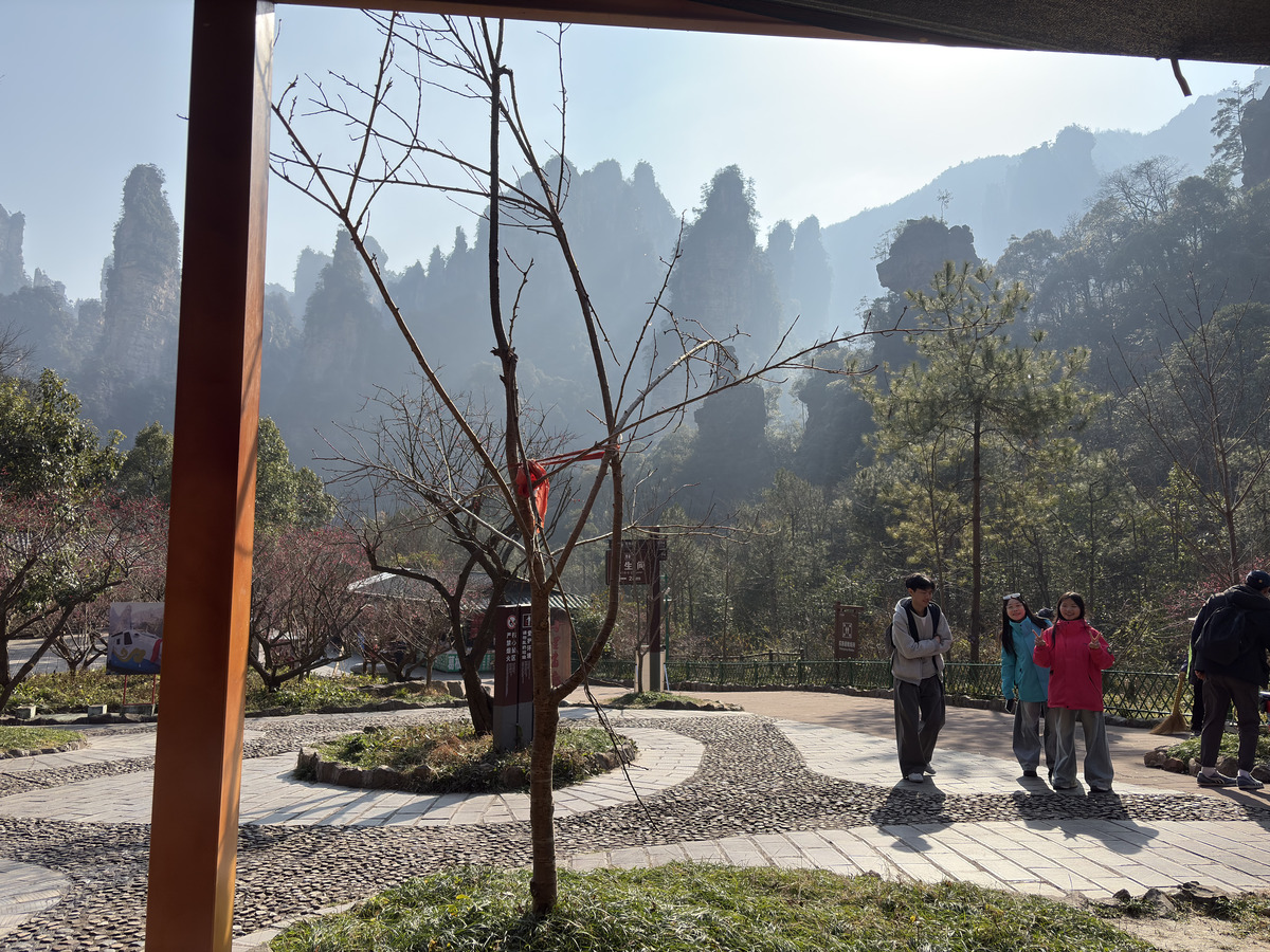 照片 中国(China) 张家界(Zhangjiajie) 天子山(Tianzi Mountain) 2026-01 314