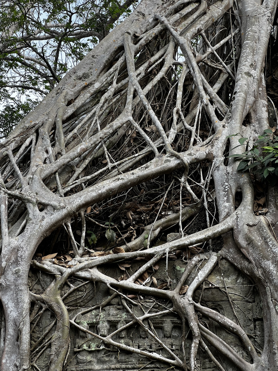 照片 柬埔寨(Cambodia) 暹粒(Siem Reap) 塔布茏寺(Ta Prohm) 2023-01 88