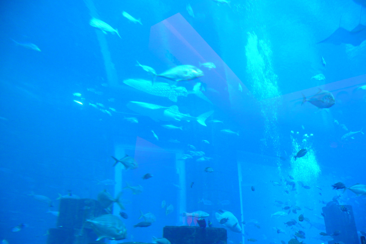 照片 阿联酋(United Arab Emirates) 迪拜(Dubai) 迪拜水世界(Dubai Aquaventure) 2009-01 118