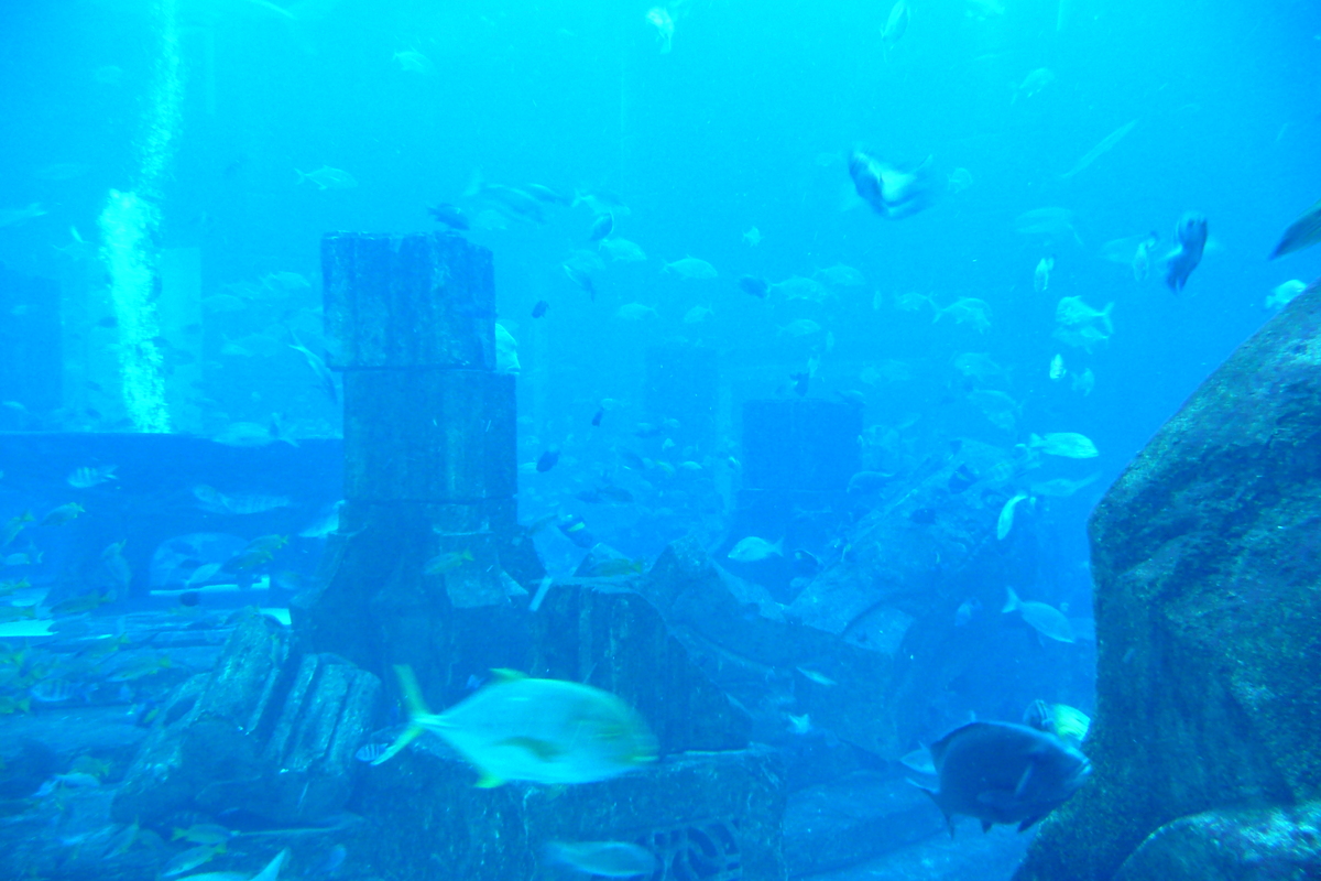 照片 阿联酋(United Arab Emirates) 迪拜(Dubai) 迪拜水世界(Dubai Aquaventure) 2009-01 106
