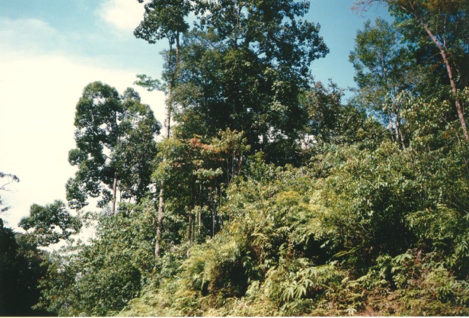 照片 马来西亚(Malaysia) 1994-02 8