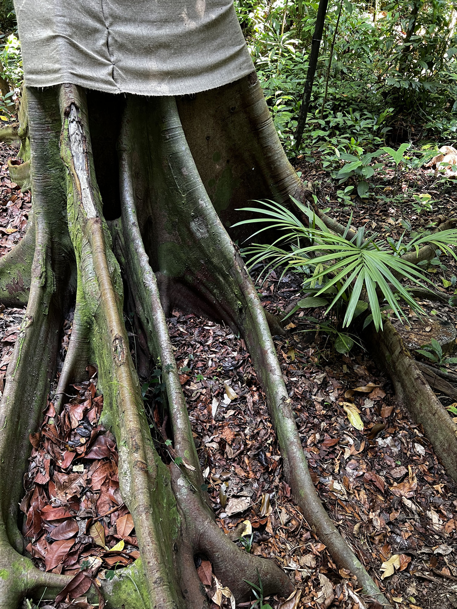 照片 新加坡(Singapore) 新加坡植物园(Singapore Botanic Gardens) 2023-01 19