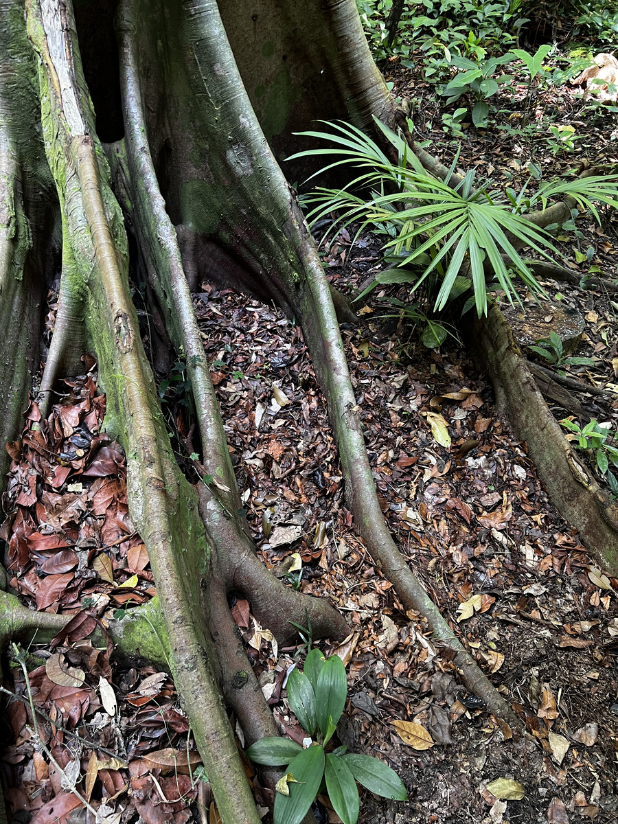 照片 新加坡(Singapore) 新加坡植物园(Singapore Botanic Gardens) 2023-01 117