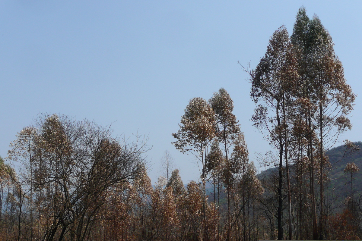 照片 南非(South Africa) 内尔斯普雷特至约翰内斯堡公路(Nelspruit to Johannesburg road) 2008-09 119