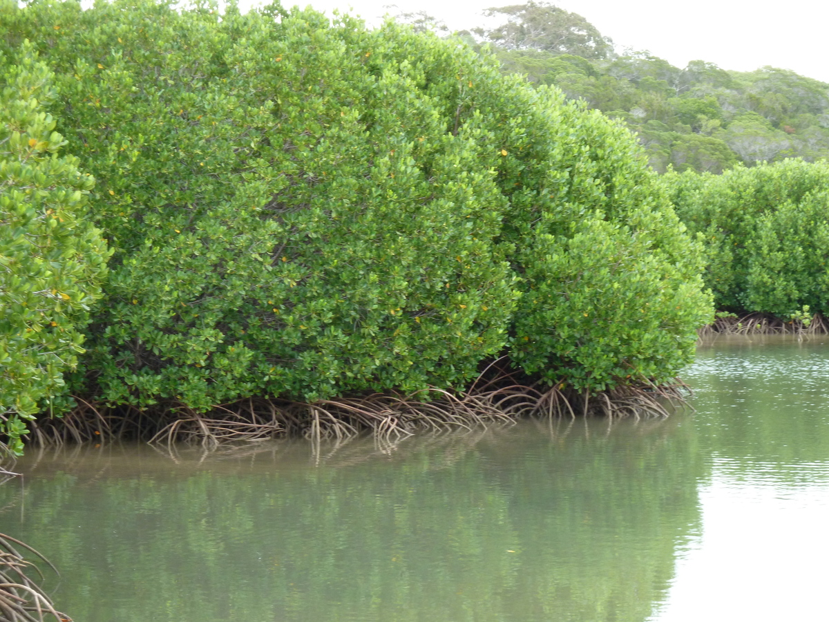 照片 新喀里多尼亚(New Caledonia) 吉巴欧文化中心(Tjibaou Cultural Centre) 2010-05 39