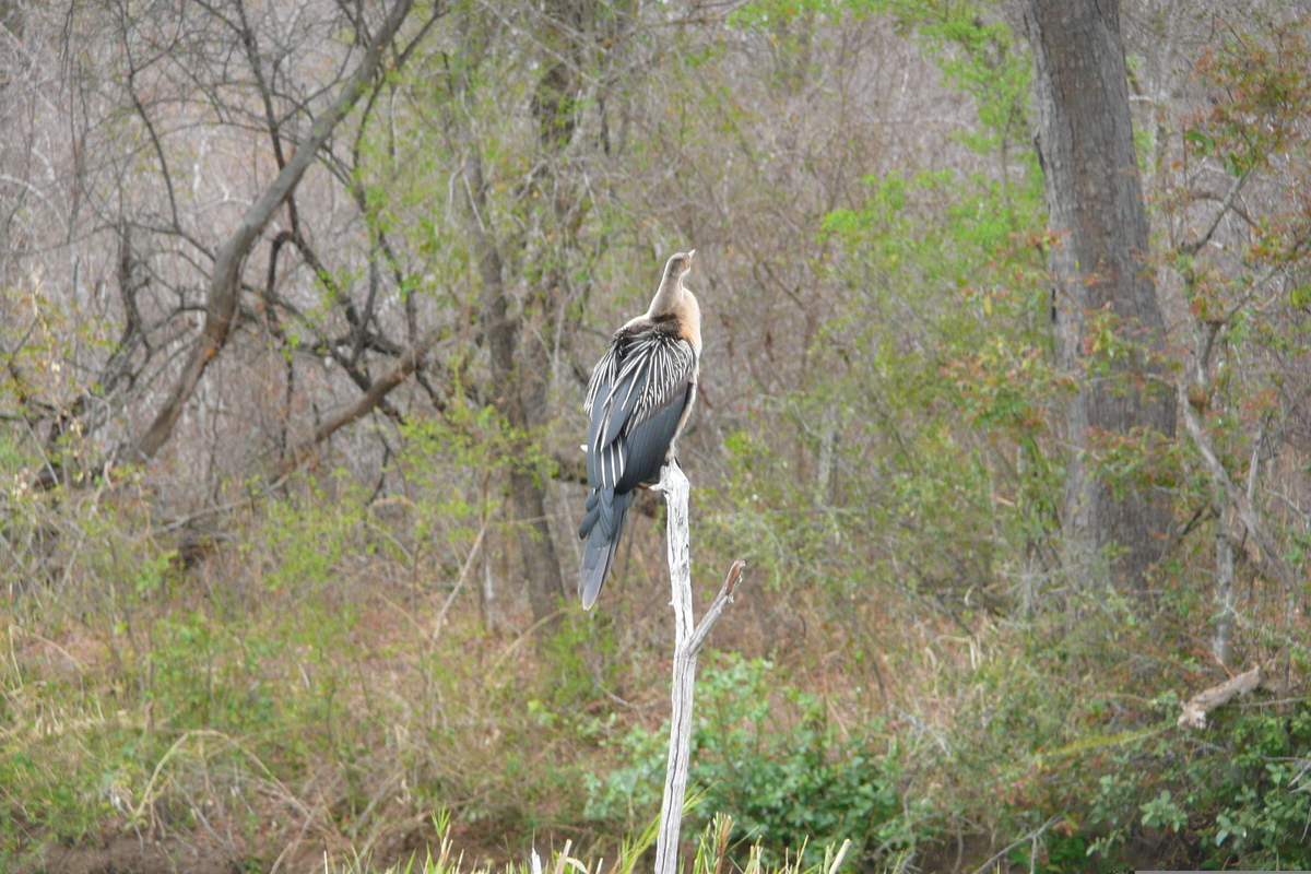 照片 南非(South Africa) 克鲁格国家公园(Kruger National Park) 萨布尔河(Sable River) 2008-09 49