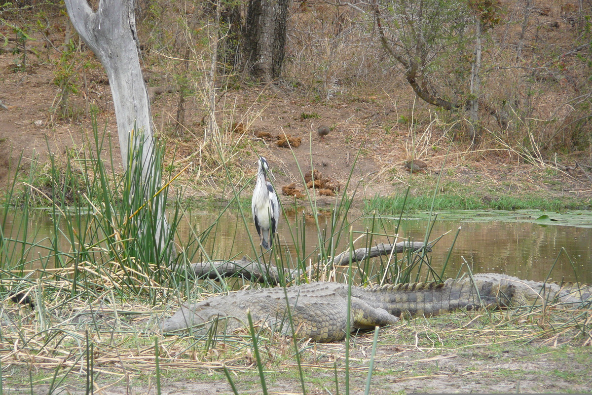 照片 南非(South Africa) 克鲁格国家公园(Kruger National Park) 萨布尔河(Sable River) 2008-09 35