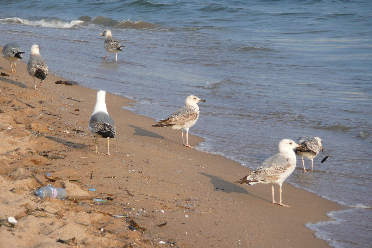 照片 法国(France) 戛纳(Cannes) 海滩(Beach) 2008-04 46
