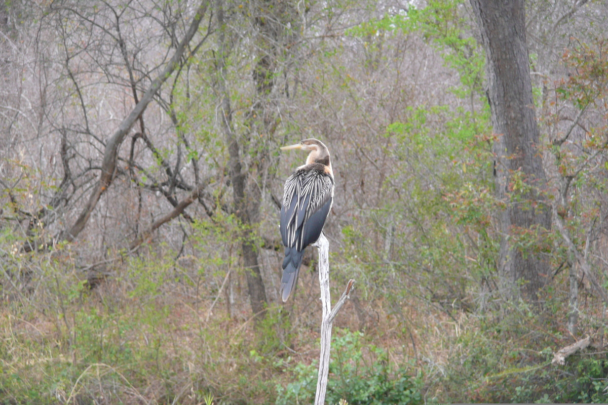 照片 南非(South Africa) 克鲁格国家公园(Kruger National Park) 萨布尔河(Sable River) 2008-09 31