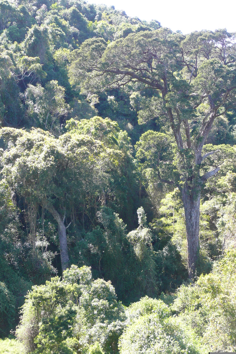 照片 南非(South Africa) 自然谷(Nature's Valley) 2008-09 29