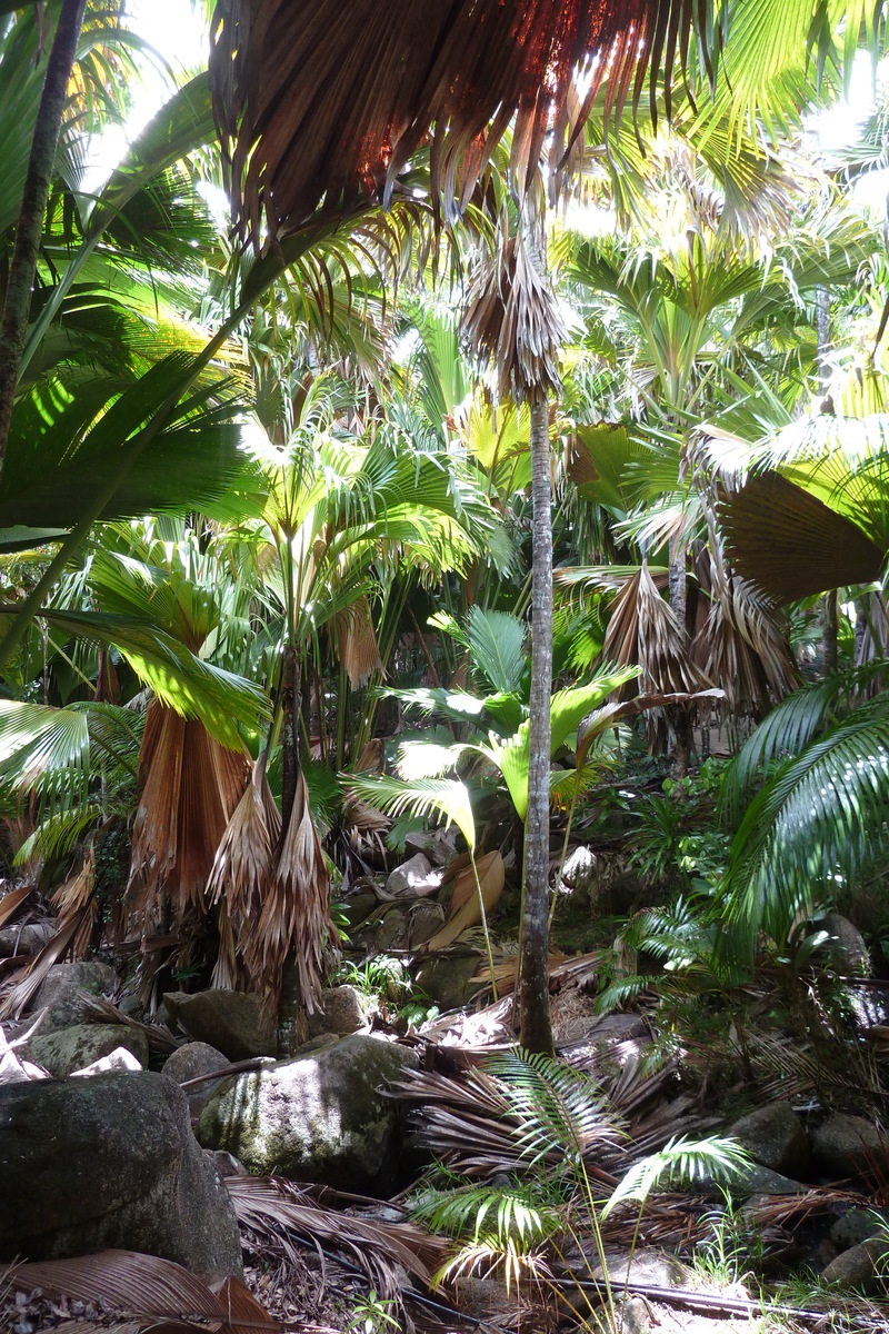 照片 塞舌尔(Seychelles) 五月谷(Vallee de Mai) 2011-10 78