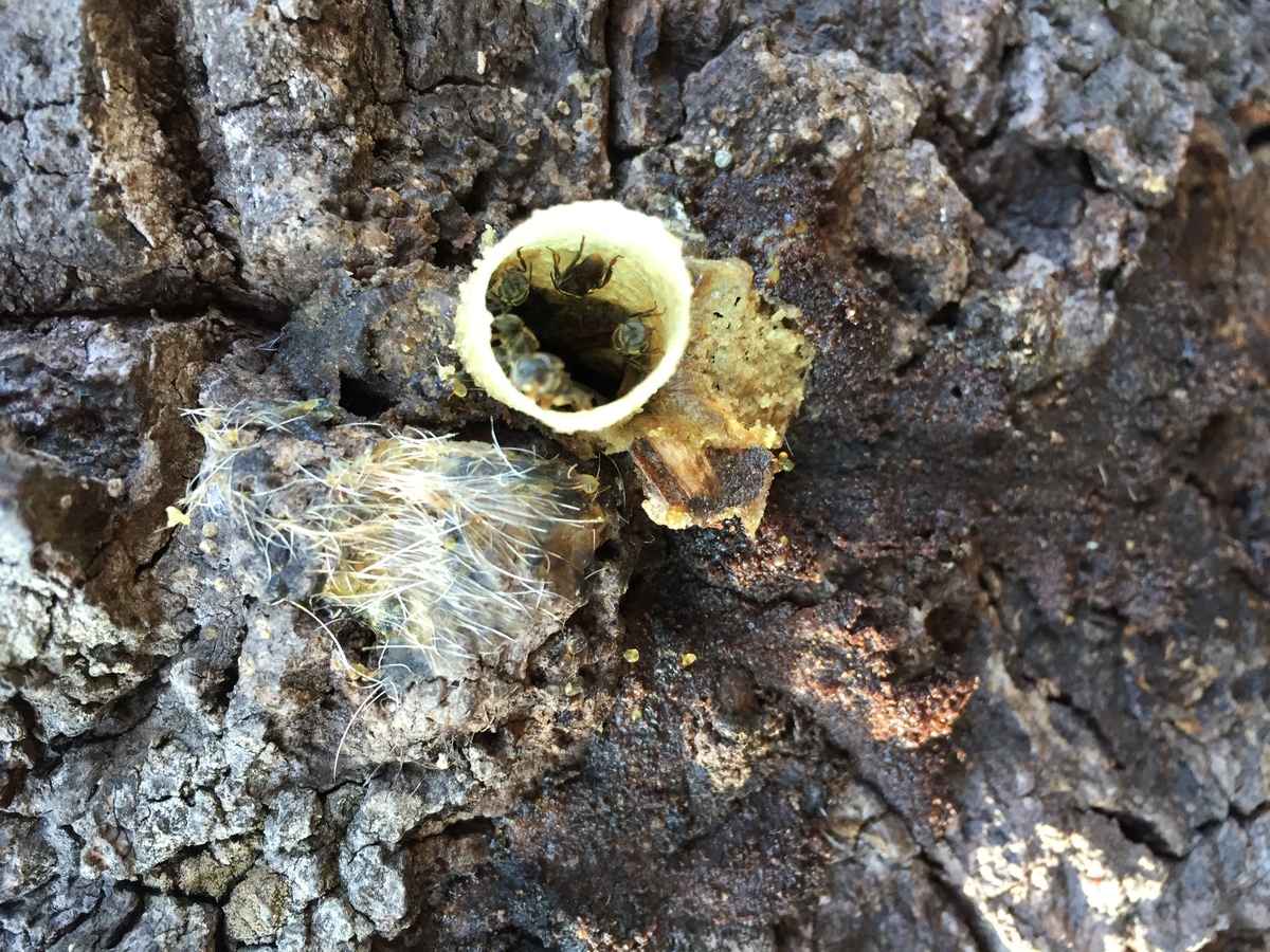 照片 泰国(Thailand) 普欣隆卡国家公园(Phu Hin Rong Kla National Park) 2014-12 200