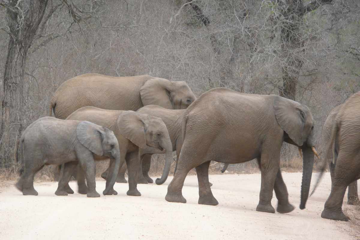 照片 南非(South Africa) 克鲁格国家公园(Kruger National Park) 萨布尔河(Sable River) 2008-09 52