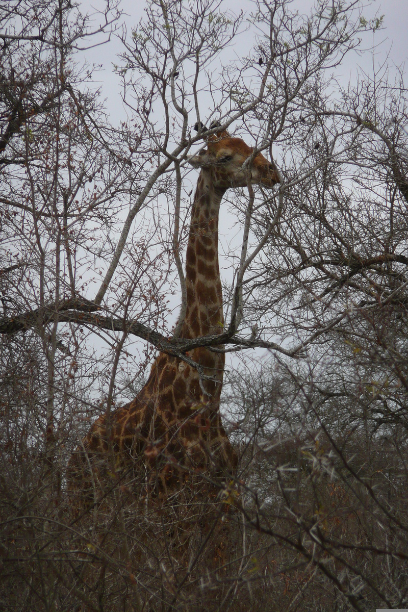 照片 南非(South Africa) 克鲁格国家公园(Kruger National Park) 萨布尔河(Sable River) 2008-09 45