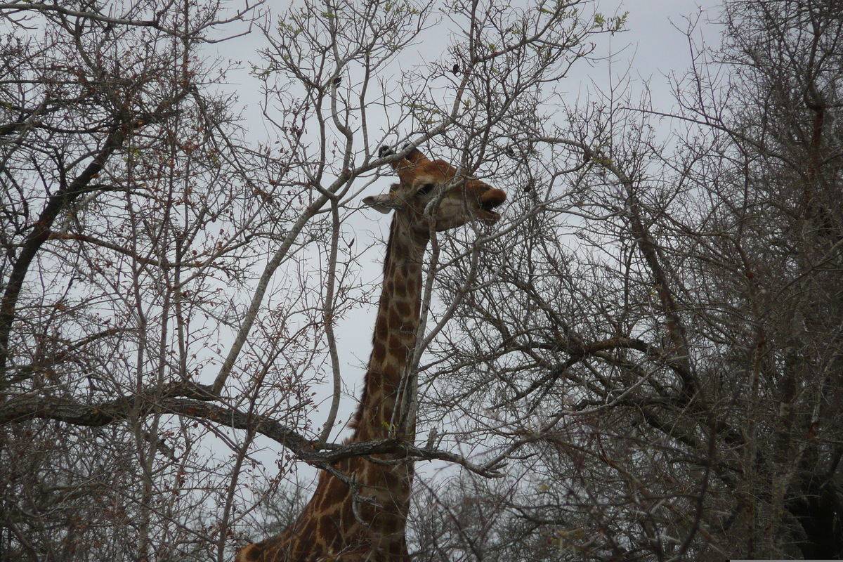 照片 南非(South Africa) 克鲁格国家公园(Kruger National Park) 萨布尔河(Sable River) 2008-09 46