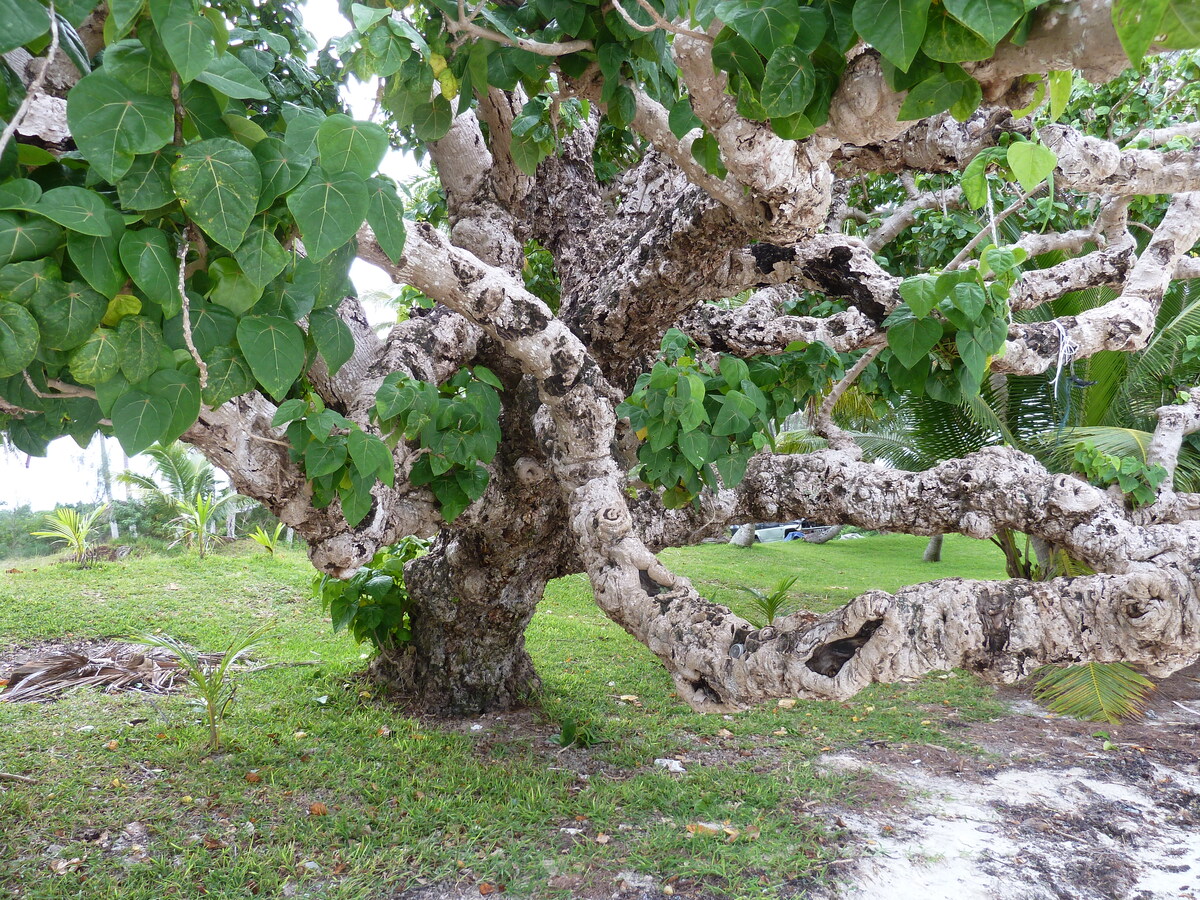 照片 新喀里多尼亚(New Caledonia) 松树岛(Ile des pins) 库托海滩(Kuto Beach) 2010-05 13