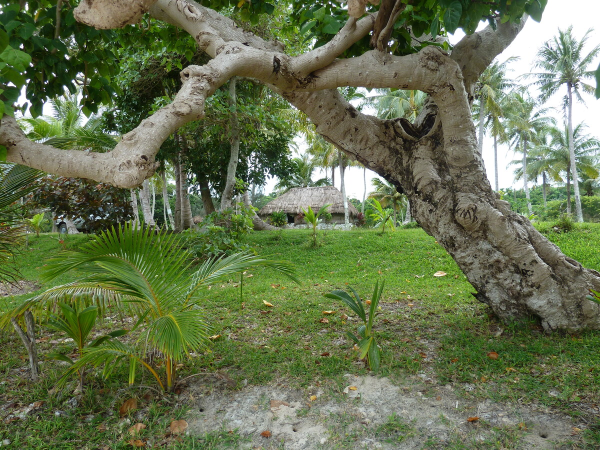 照片 新喀里多尼亚(New Caledonia) 松树岛(Ile des pins) 库托海滩(Kuto Beach) 2010-05 14
