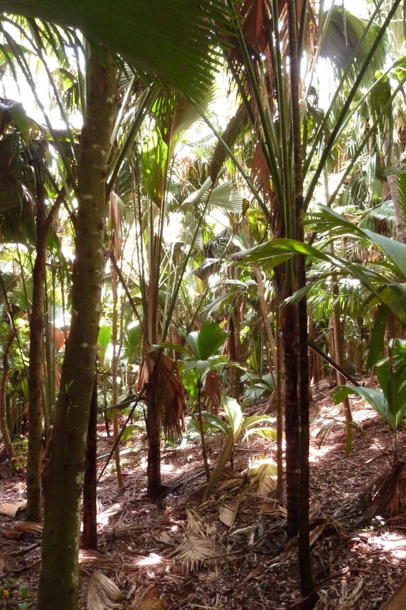 照片 塞舌尔(Seychelles) 五月谷(Vallee de Mai) 2011-10 22