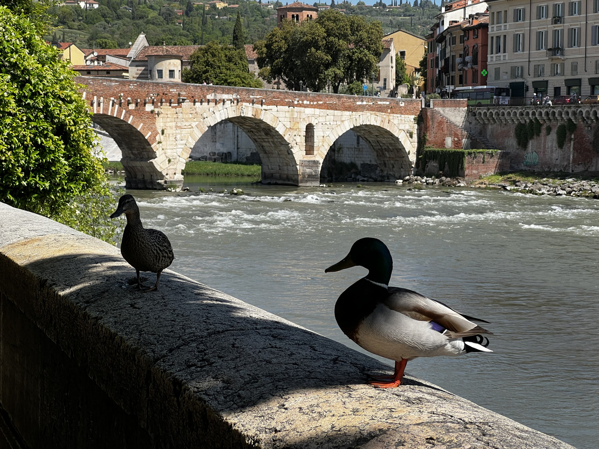 照片 意大利(Italy) 维罗纳(Verona) 2022-05 52