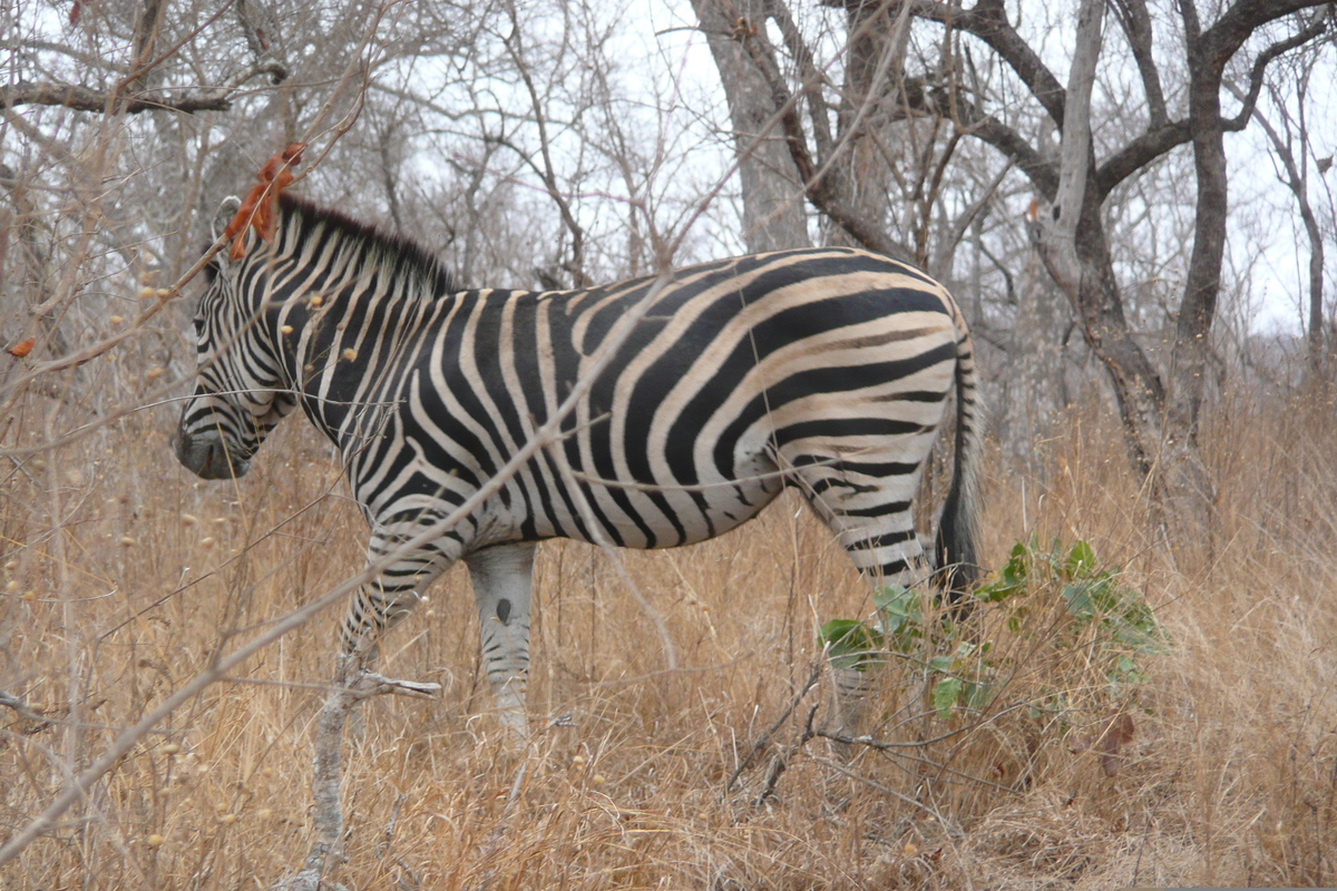 照片 南非(South Africa) 克鲁格国家公园(Kruger National Park) 2008-09 82