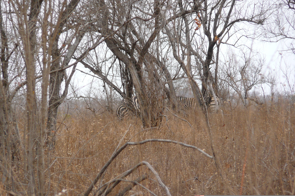 照片 南非(South Africa) 克鲁格国家公园(Kruger National Park) 2008-09 139