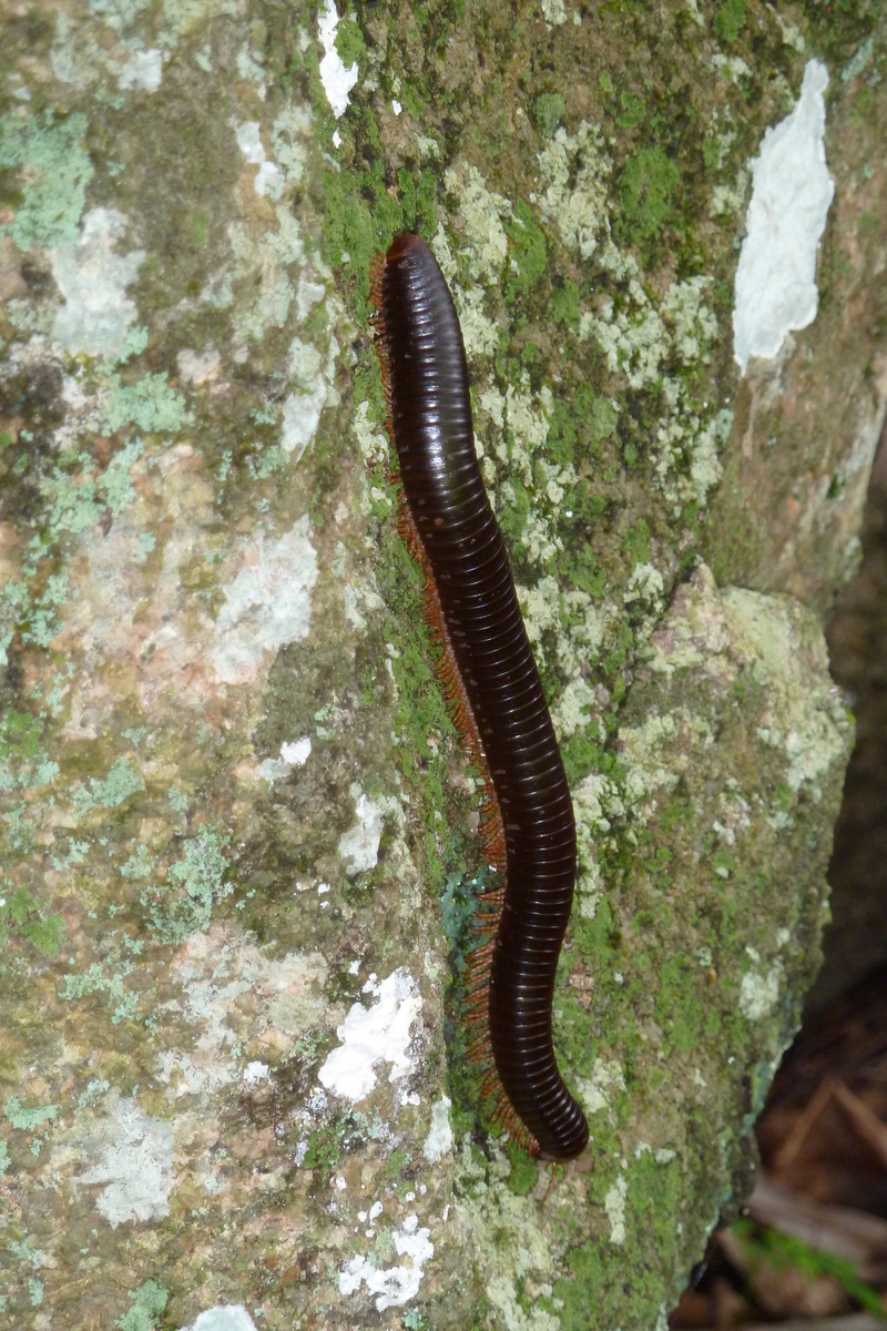 照片 塞舌尔(Seychelles) 2011-10 107