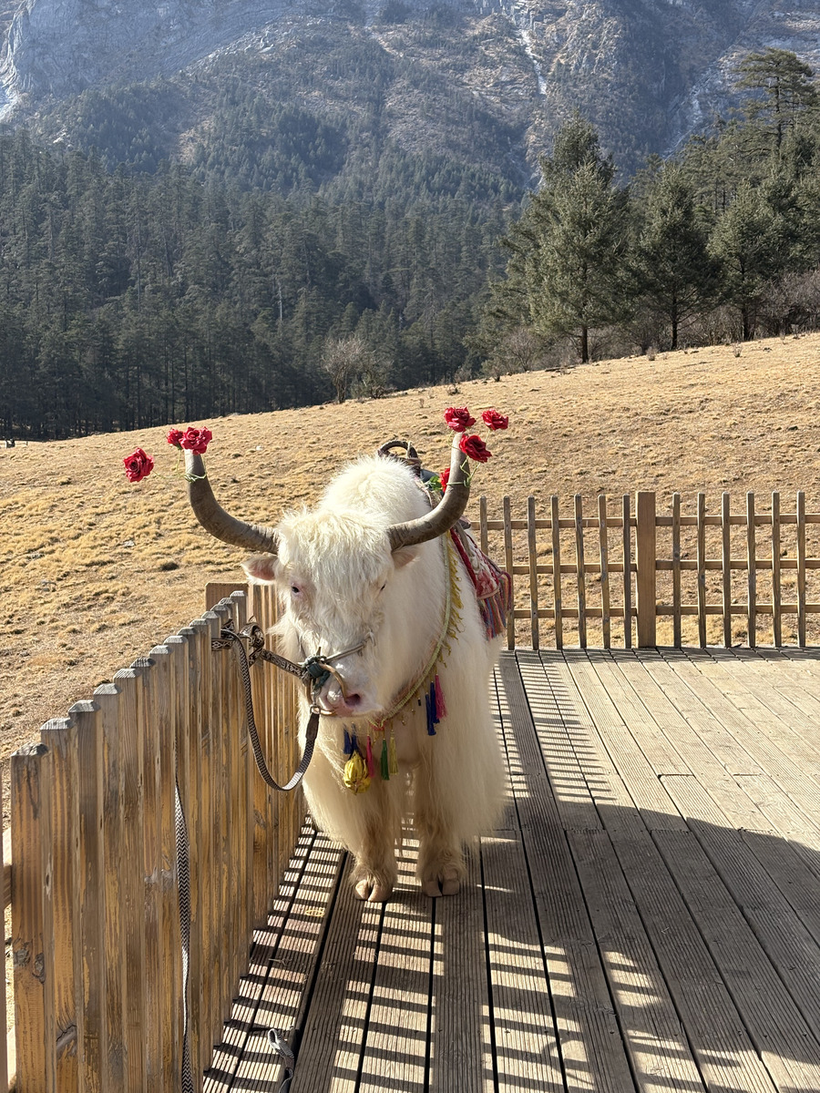 照片 中国(China) 丽江(Lijiang) 蓝月谷(Blue moon valley) 2026-01 100