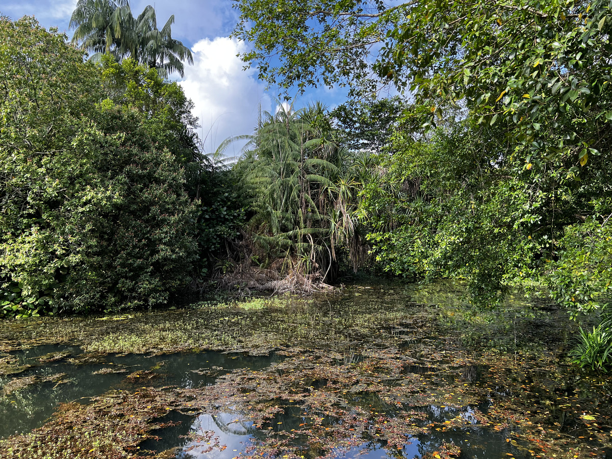 照片 新加坡(Singapore) 新加坡植物园(Singapore Botanic Gardens) 2023-01 38