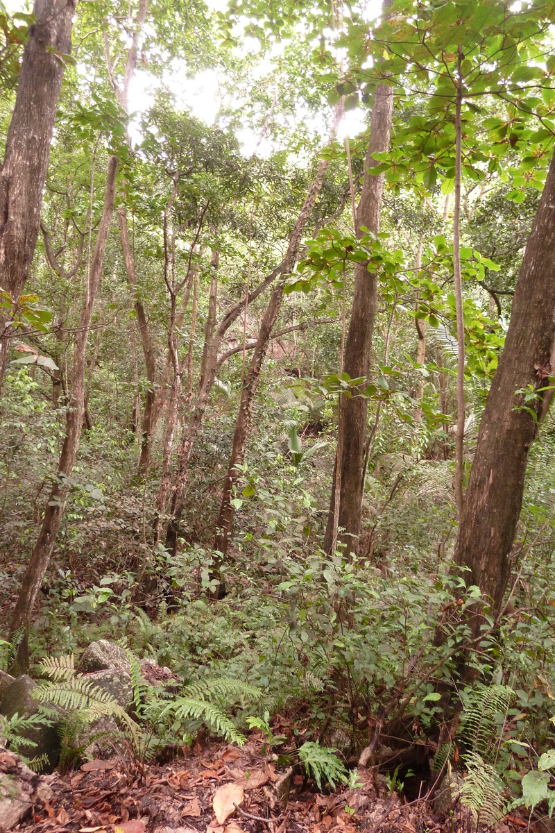照片 塞舌尔(Seychelles) 拉迪格岛(La Digue) 2011-10 156