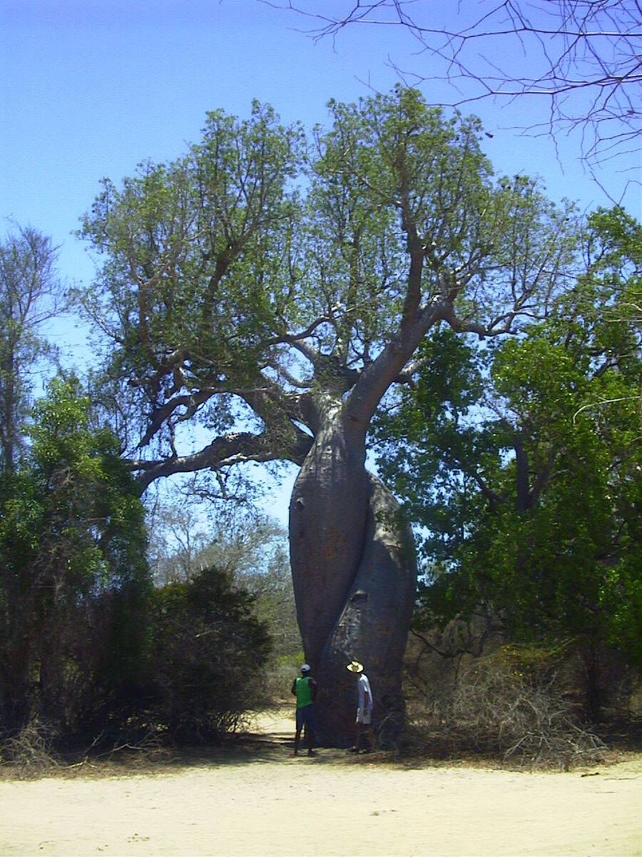 照片 马达加斯加(Madagascar) 穆龙达瓦(Morondava) 1999-10 0