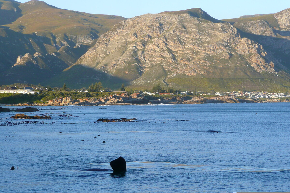 照片 南非(South Africa) 赫曼努斯(Harmanus) 2008-09 160
