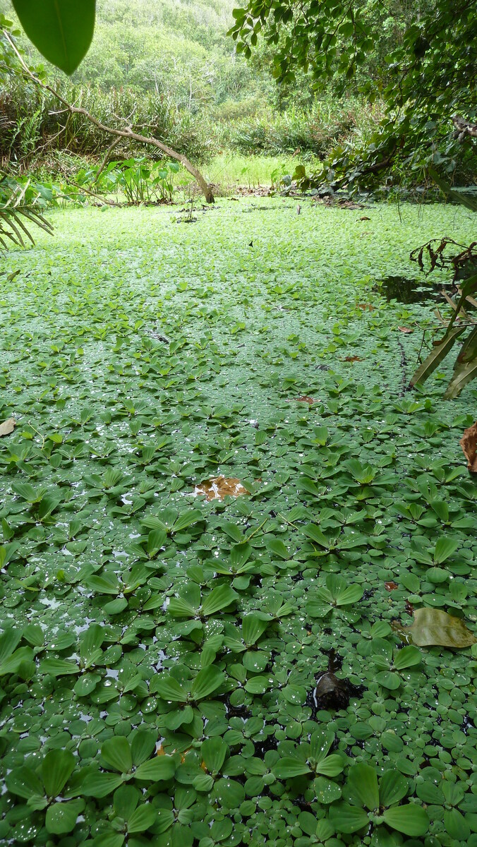 照片 塞舌尔(Seychelles) 拉迪格岛(La Digue) 2011-10 70
