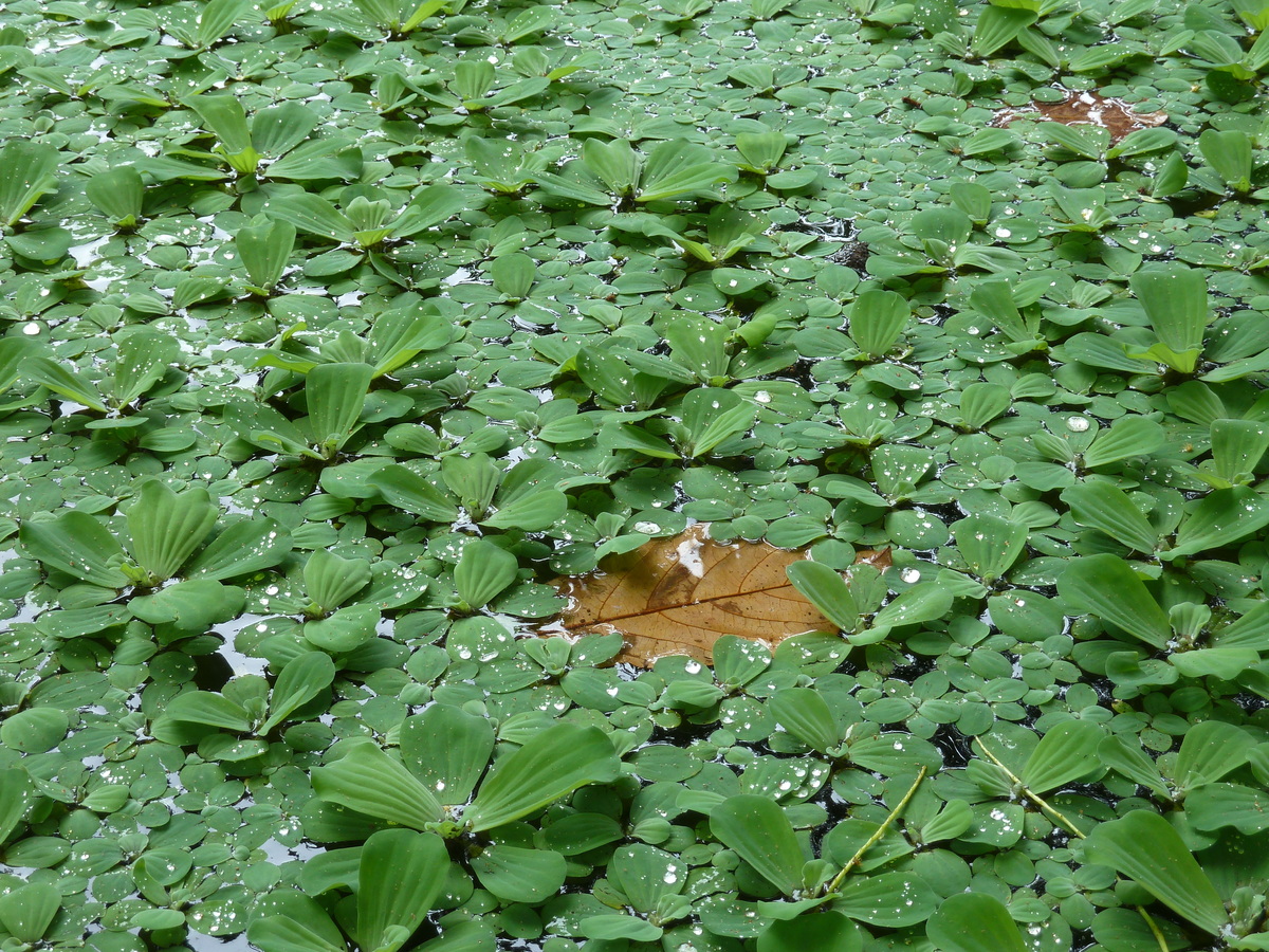 照片 塞舌尔(Seychelles) 拉迪格岛(La Digue) 2011-10 86