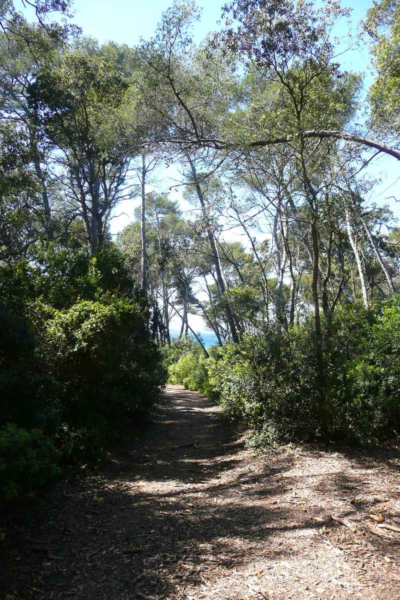 照片 法国(France) 波克罗勒岛(Porquerolles Island) 库尔塔德平原(Plaine de la courtade) 2008-05 17