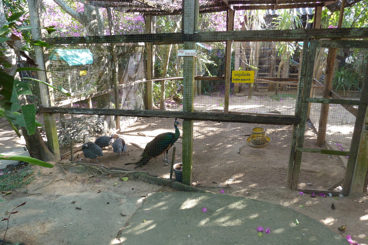 照片 泰国(Thailand) 清迈(Chiang Mai) 湄沙蛇园(Mae Sa Snake Farm) 2010-12 24