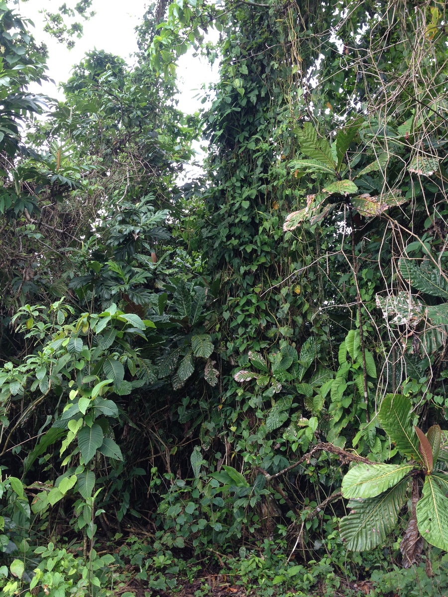 照片 哥斯达黎加(Costa Rica) 卡维塔(Cahuita) 2015-03 85