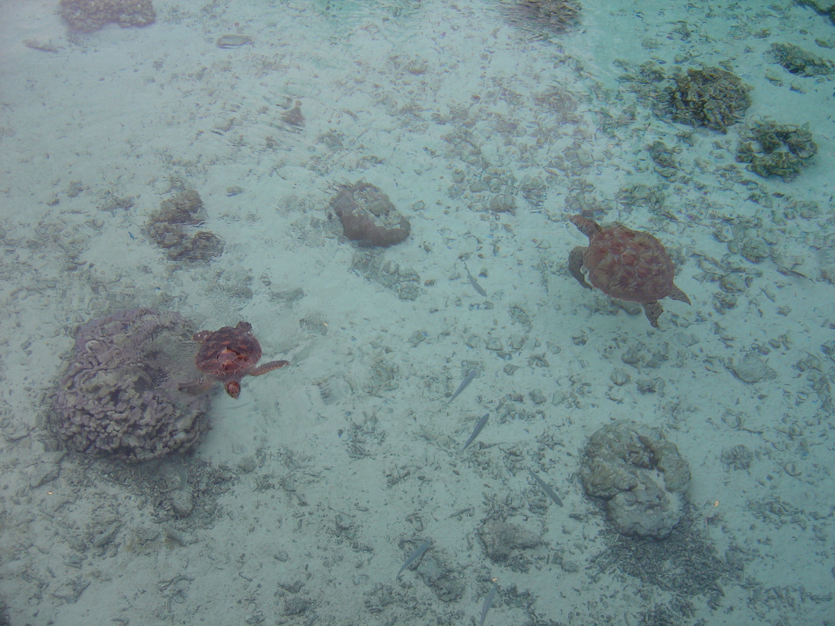 照片 波利尼西亚(Polynesia) 波拉波拉艾美酒店(Meridien Bora Bora Hotel) 2006-04 80