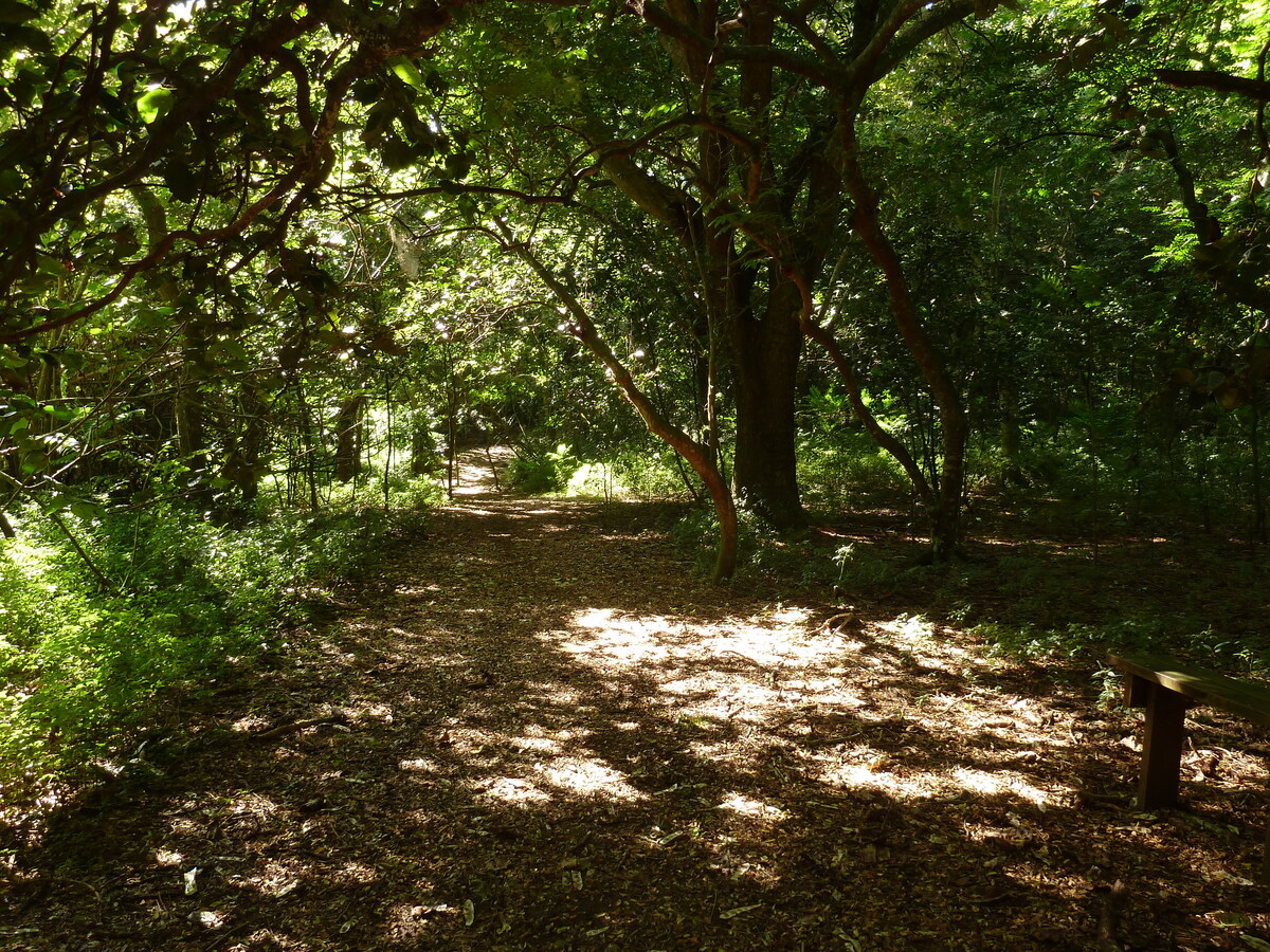 照片 斐济(Fiji) 辛加东卡沙丘国家公园(Sigatoka sand dunes national park) 2010-05 37