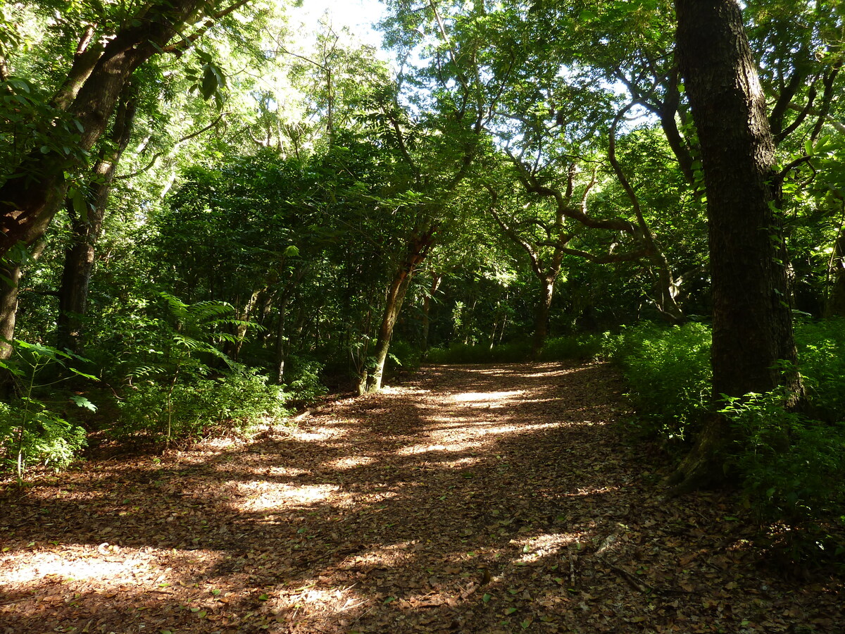 照片 斐济(Fiji) 辛加东卡沙丘国家公园(Sigatoka sand dunes national park) 2010-05 34